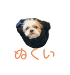 シーズーのまろスタンプ（個別スタンプ：1）