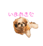 シーズーのまろスタンプ（個別スタンプ：4）