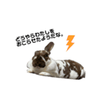 ロッキーくんと申します。（個別スタンプ：3）