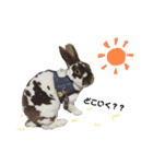 ロッキーくんと申します。（個別スタンプ：11）