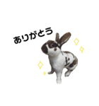ロッキーくんと申します。（個別スタンプ：14）