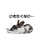 ロッキーくんと申します。（個別スタンプ：27）