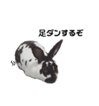 ロッキーくんと申します。（個別スタンプ：33）