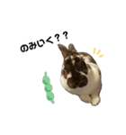 ロッキーくんと申します。（個別スタンプ：36）