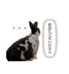 ロッキーくんと申します。（個別スタンプ：39）