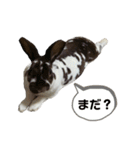 ロッキーくんと申します。（個別スタンプ：40）