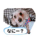 ちょこの一日（個別スタンプ：5）