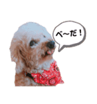 ちょこの一日（個別スタンプ：9）