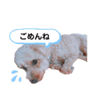 ちょこの一日（個別スタンプ：13）