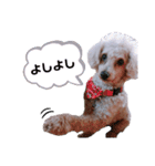 ちょこの一日（個別スタンプ：16）