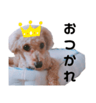 ちょこの一日（個別スタンプ：18）