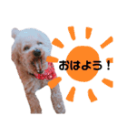 ちょこの一日（個別スタンプ：19）