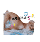 ちょこの一日（個別スタンプ：24）