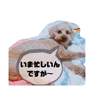 ちょこの一日（個別スタンプ：25）