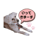 ちょこの一日（個別スタンプ：28）