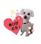 ちょこの一日（個別スタンプ：32）