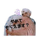 ちょこの一日（個別スタンプ：35）