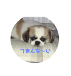 カリンのつぶやき（個別スタンプ：4）