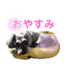 シュナと雑種2（個別スタンプ：3）