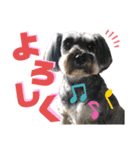 シュナと雑種2（個別スタンプ：6）