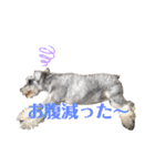 シュナと雑種2（個別スタンプ：7）