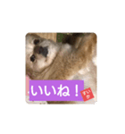 すいかナイス！（個別スタンプ：1）
