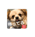 すいかデス。（個別スタンプ：1）