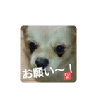 すいかデス。（個別スタンプ：2）