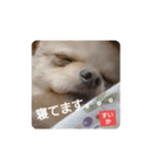 すいかデス。（個別スタンプ：3）