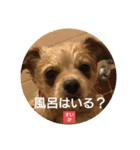 すいかデス。（個別スタンプ：4）