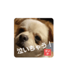 すいかデス。（個別スタンプ：6）