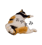 つくぼんのいるせいかつ(日常)（個別スタンプ：2）