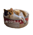 つくぼんのいるせいかつ(日常)（個別スタンプ：5）