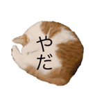 つくぼんのいるせいかつ(日常)（個別スタンプ：8）