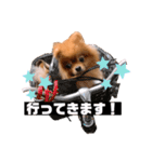 チャイさんスタンプ（個別スタンプ：1）