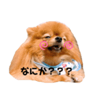 チャイさんスタンプ（個別スタンプ：3）