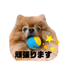 チャイさんスタンプ（個別スタンプ：5）