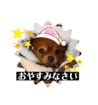 チャイさんスタンプ（個別スタンプ：6）