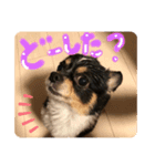 コテちゃん♡（個別スタンプ：2）