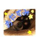 コテちゃん♡（個別スタンプ：3）