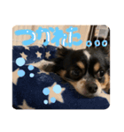 コテちゃん♡（個別スタンプ：4）