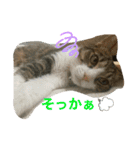 猫のむぎのスタンプ その2（個別スタンプ：1）