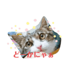 猫のむぎのスタンプ その2（個別スタンプ：3）