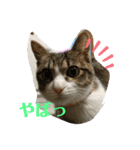 猫のむぎのスタンプ その2（個別スタンプ：5）