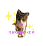 猫のむぎのスタンプ その2（個別スタンプ：6）