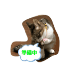 猫のむぎのスタンプ その2（個別スタンプ：8）