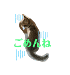 猫のむぎのスタンプ その2（個別スタンプ：10）