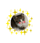 猫のむぎのスタンプ その2（個別スタンプ：11）