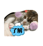 猫のむぎのスタンプ その2（個別スタンプ：12）