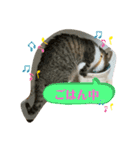 猫のむぎのスタンプ その2（個別スタンプ：13）